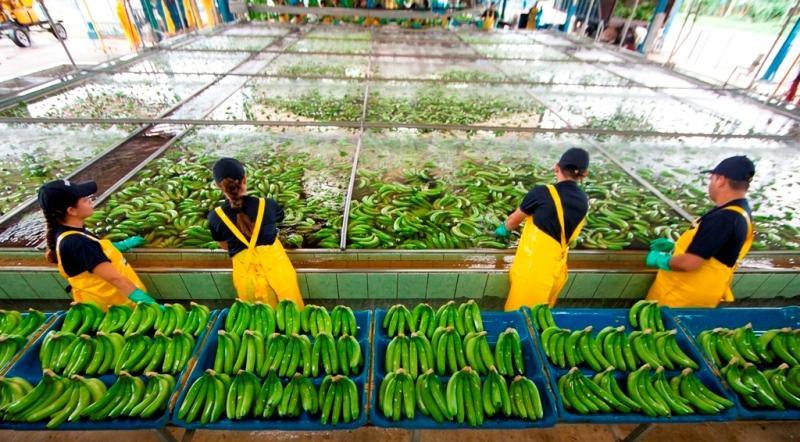 Chiquita: Η σημαντική δέσμευσή της για το νερό
