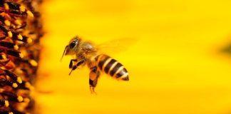Αγγλία Μέλισσες