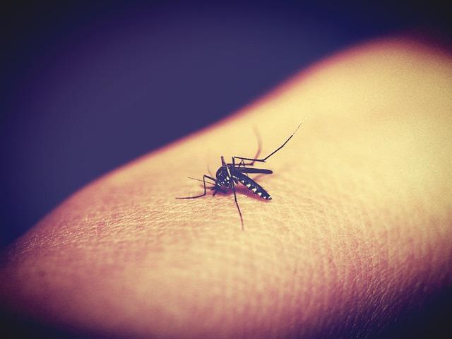 Κουνούπια