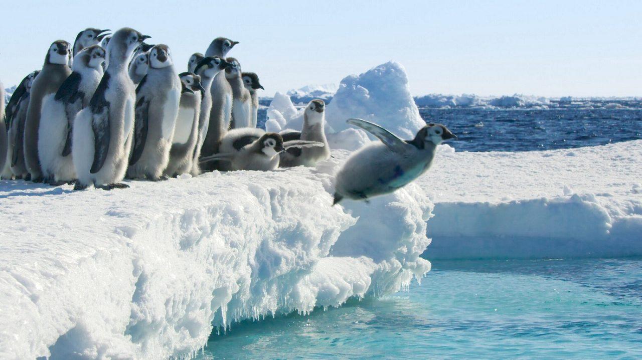 Frozen Planet