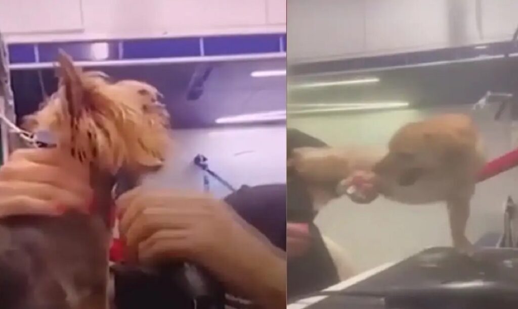 Βόλος: Οργή για την αδιανόητη groomer που κακοποιεί τα ζώα