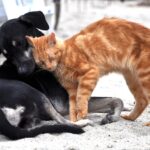 Κατοικίδια: Τι αλλάζει για το ανοσοποιητικό των ανθρώπων
