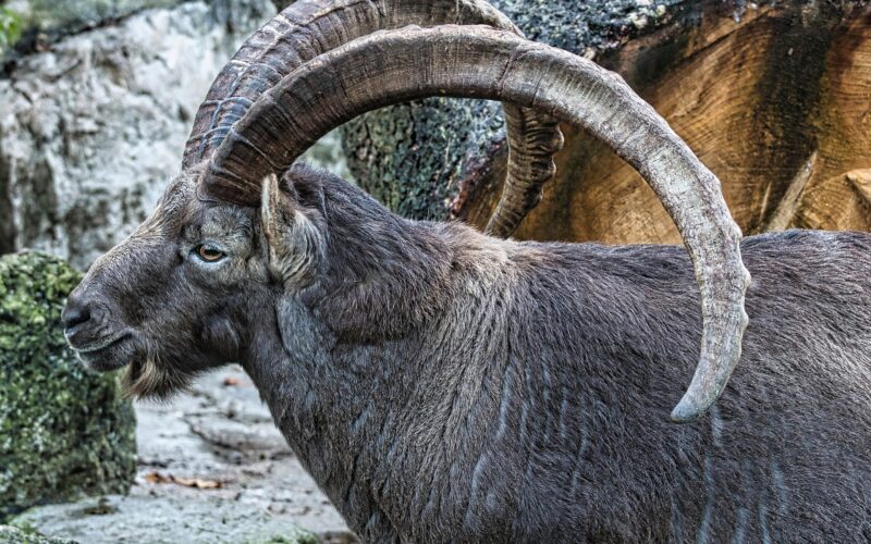 Αιγόκερως Ιούλιος