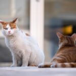 BBC: Παγκόσμιο δίκτυο βασανισμού ζώων με χιλιάδες μέλη διεθνώς