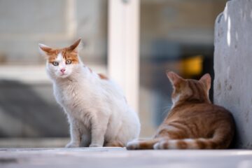 BBC: Παγκόσμιο δίκτυο βασανισμού ζώων με χιλιάδες μέλη διεθνώς